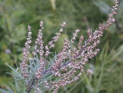 Armoise (Artemisia)