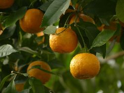Bigaradier (Citrus aurantium)