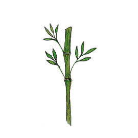 Bambou (Bambusa)