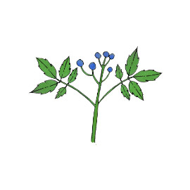 Cohosh bleu (Caulophyllum)