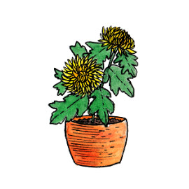 Chrysanthème (Chrysanthemum)