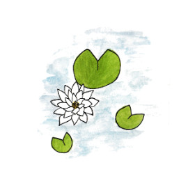 Lotus (Nymphaea)