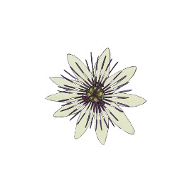 Passiflore (Passiflora)