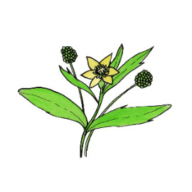 Renoncule (Ranunculus)