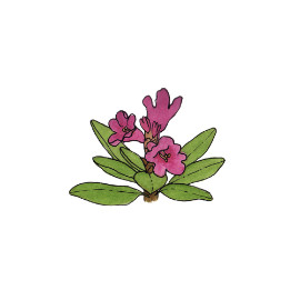Azalée (Rhododendron)