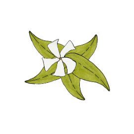 Jasmin étoilé (Trachelospermum)