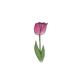 Tulipe (Tulipa)