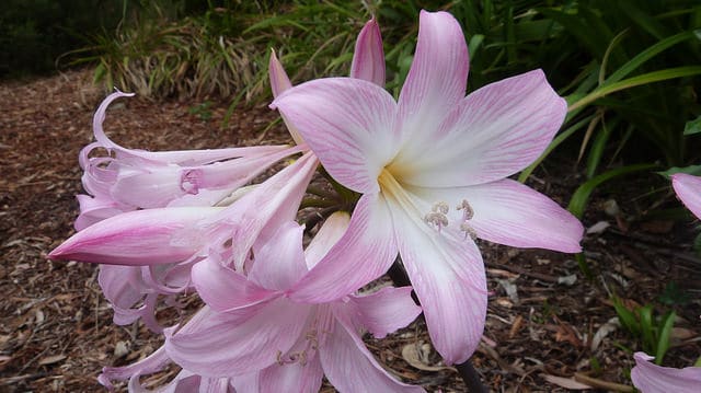 Amaryllis belladonne