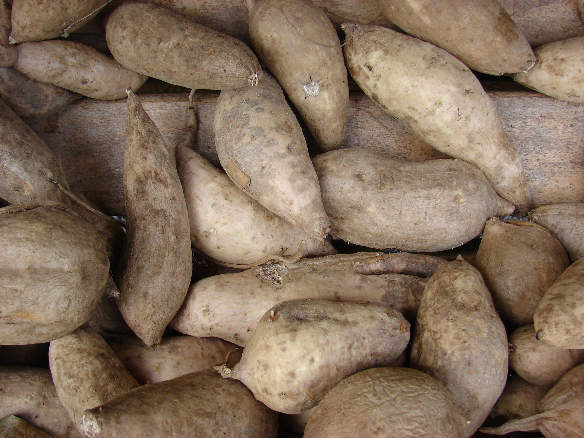 Patate douce (Ipomoea batatas)