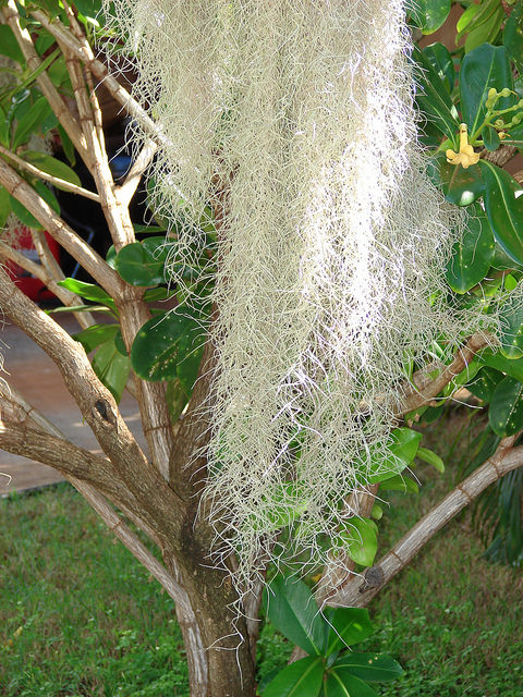 Barbe de vieillard