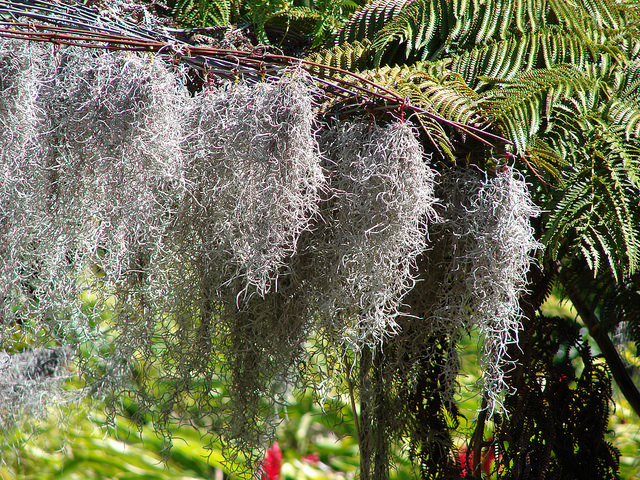 Barbe de vieillard