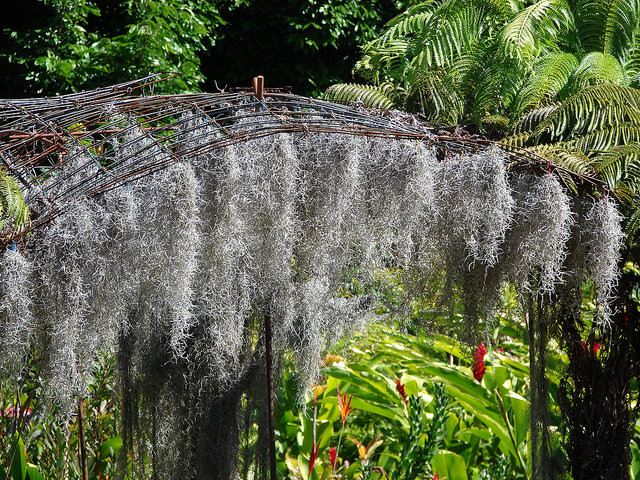 Barbe de vieillard