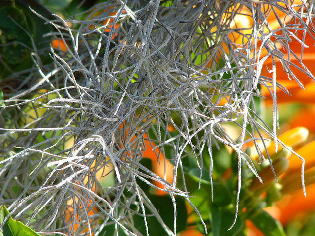 Barbe de vieillard (Tillandsia usneoides)