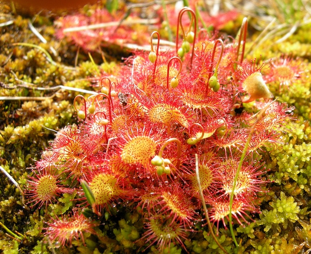 Droséra