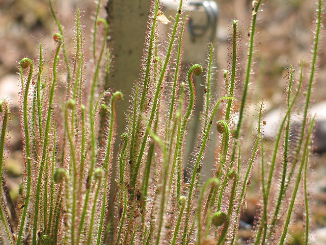 Droséra filiforme (Drosera filiformis)