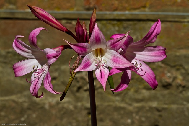 Amaryllis belladonne