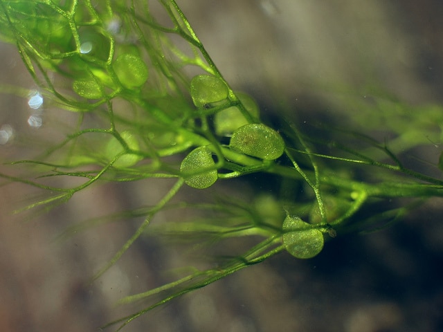 Utriculaire commune (Utricularia vulgaris)