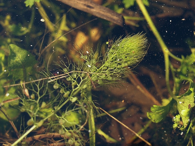 Utriculaire commune