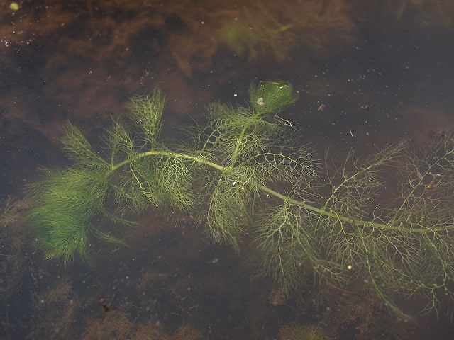 Utriculaire commune