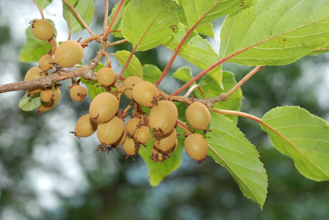 Actinidia callosa