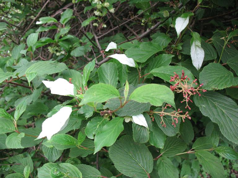 Kiwi rouge (Actinidia melanandra)
