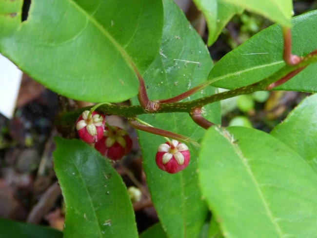 Actinidia rubricaulis
