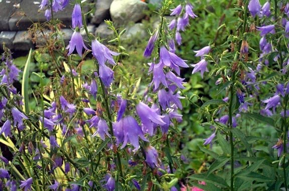 Adenophora stricta (Adenophora stricta)