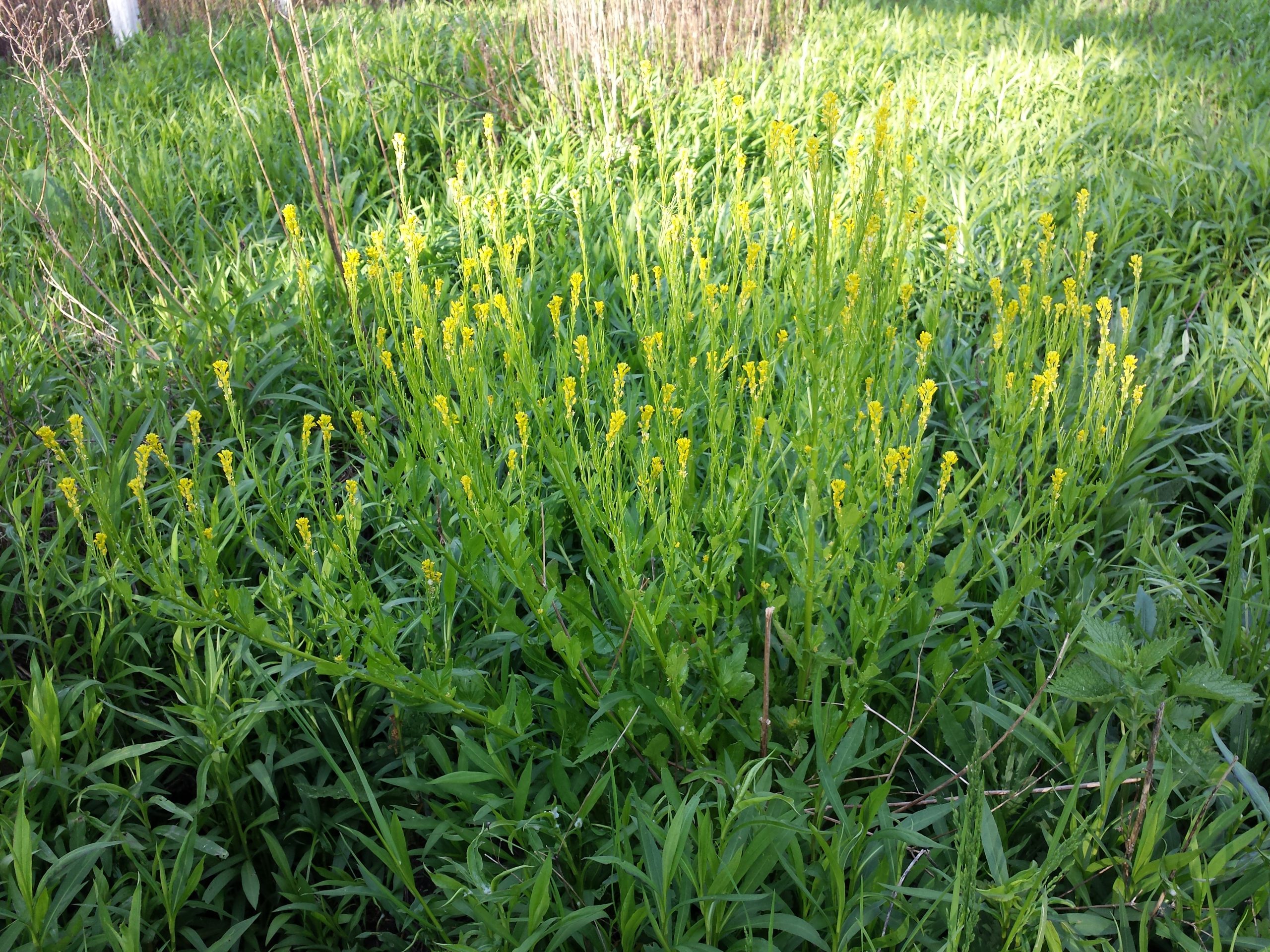 Barbarée droite (Barbarea stricta)
