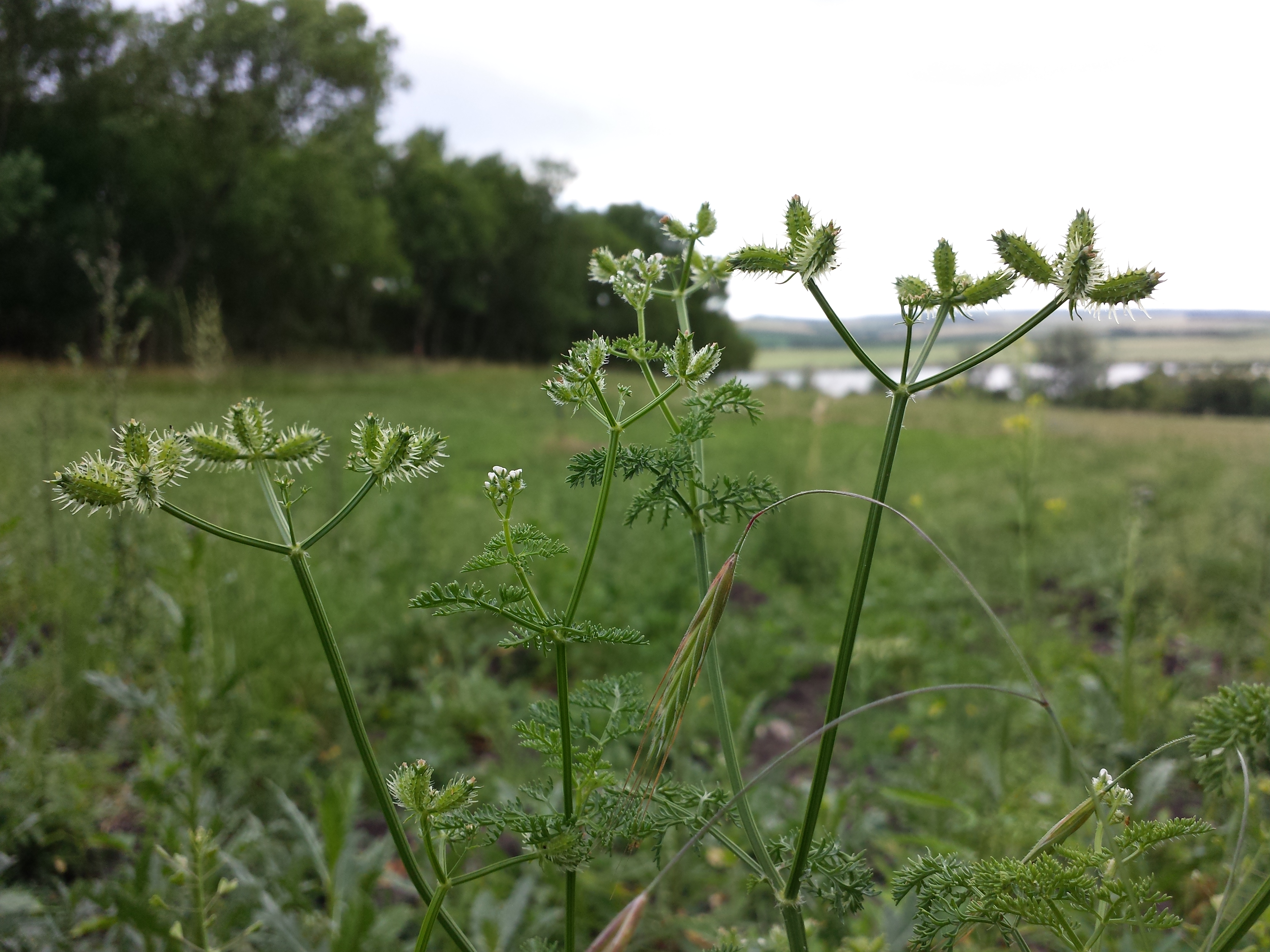Caucalis à feuilles de carotte (Caucalis platycarpos)
