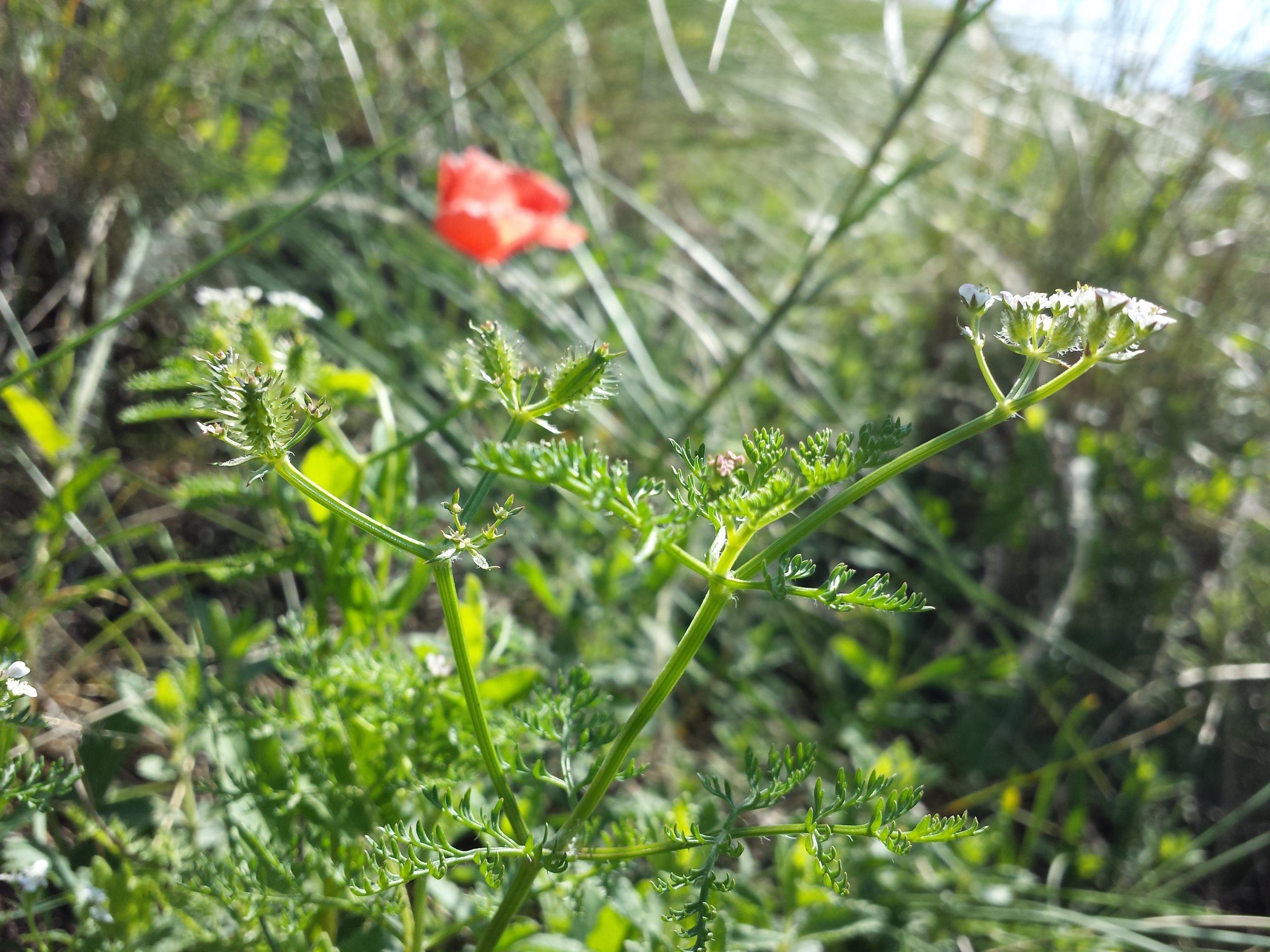 Caucalis à feuilles de carotte