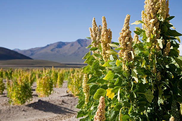 Quinoa (Chenopodium quinoa)