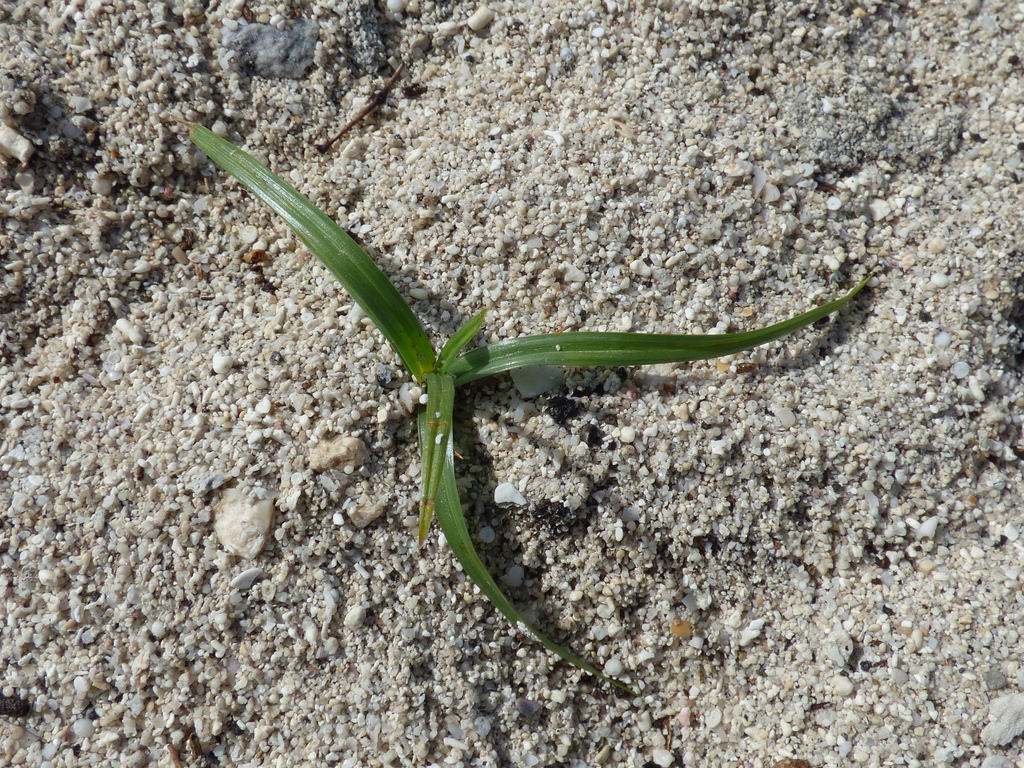 Souchet rond (Cyperus rotundus)