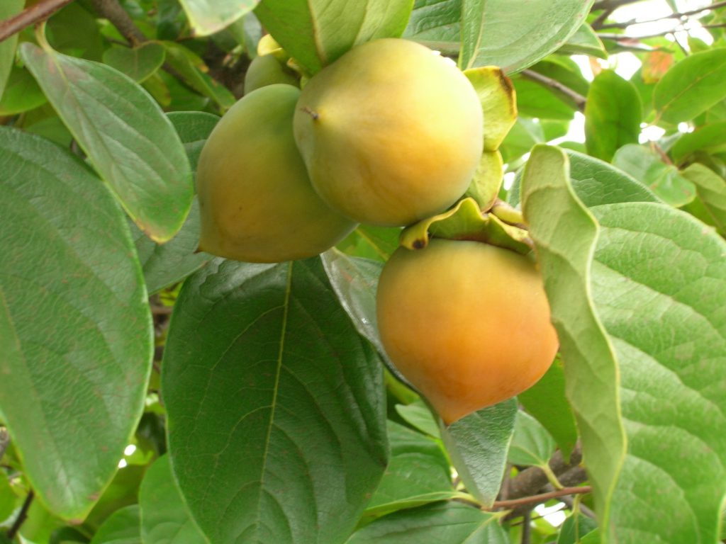 Plaqueminier (Diospyros kaki)