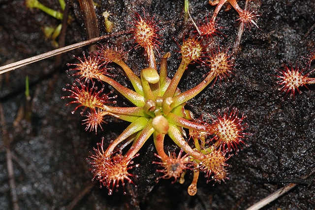 Droséra