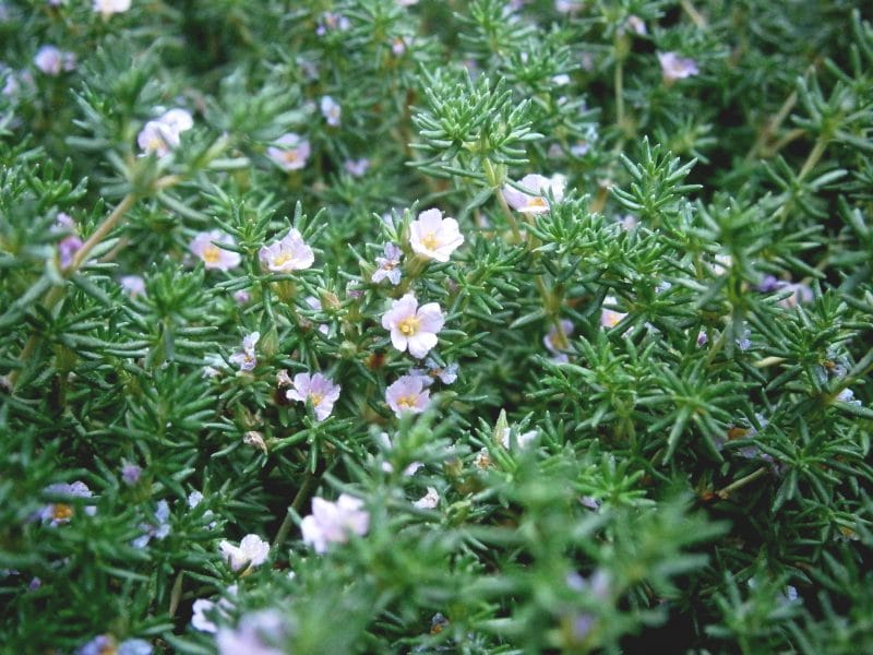Frankénie lisse (Frankenia laevis)