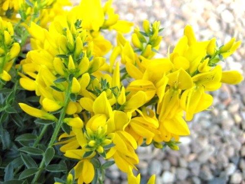 Genêt des teinturiers (Genista tinctoria)