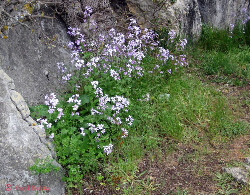 Julienne (Hesperis steveniana)