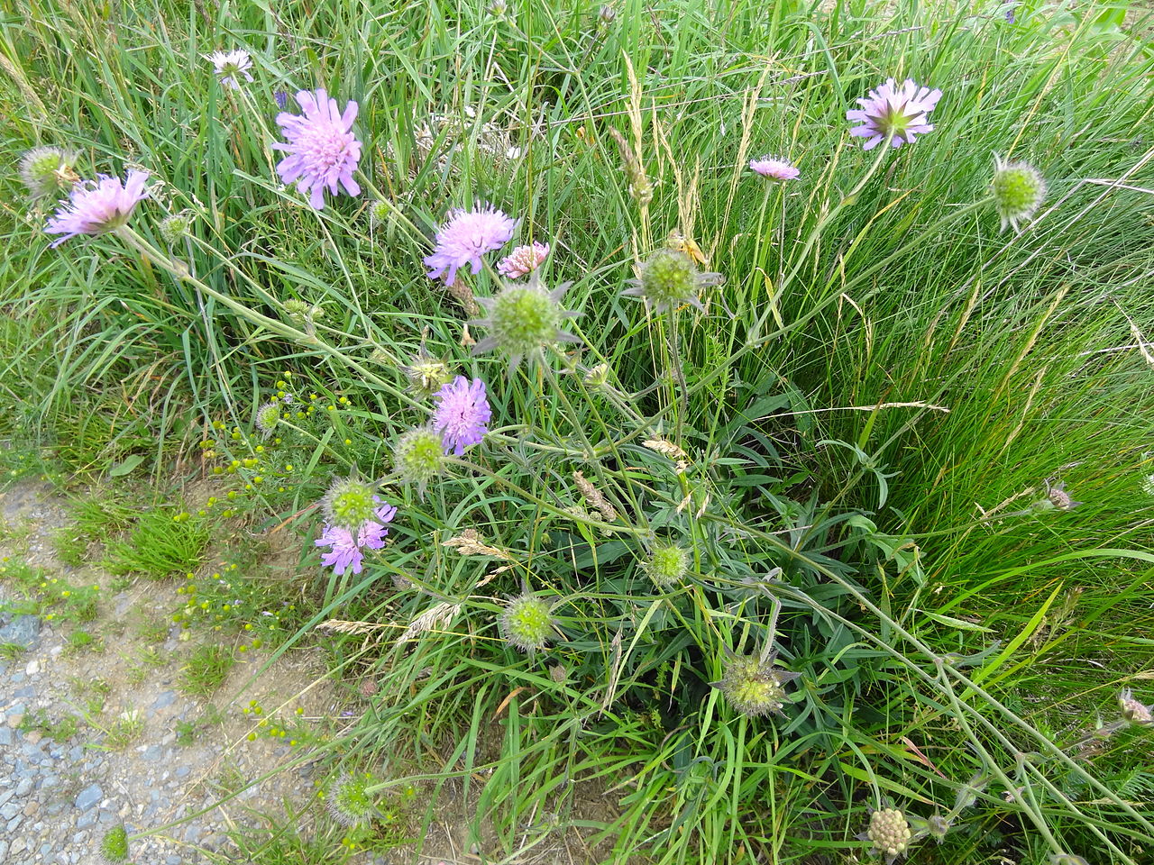 Knautie des champs (Knautia arvensis)