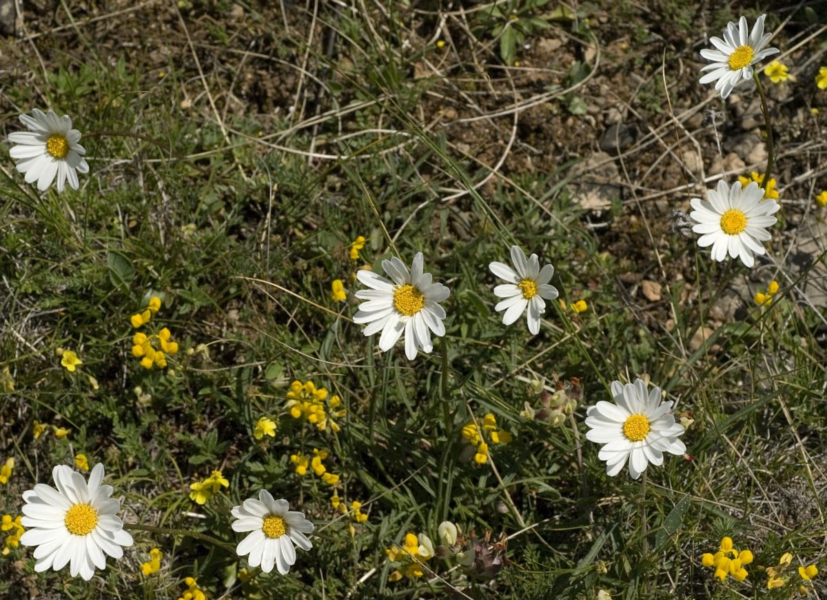 Marguerite à feuilles de graminée (Leucanthemum graminifolium)