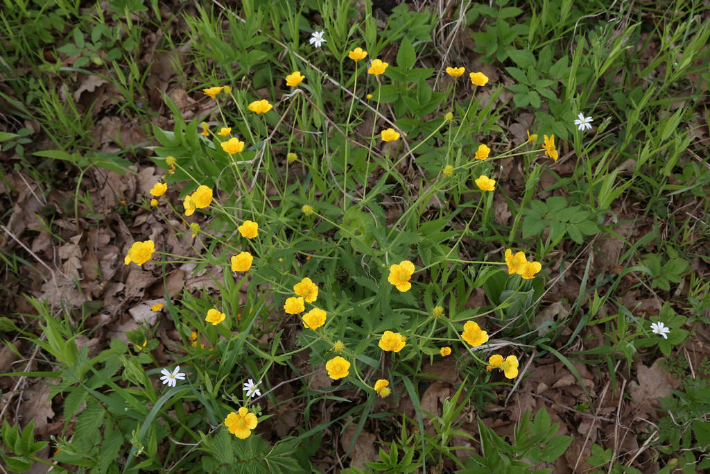 Renoncule (Ranunculus cassubicus)