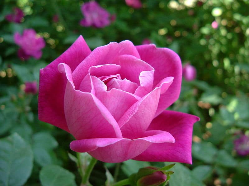 Rosier de chine (Rosa chinensis)