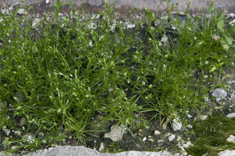 Sagine apétale (Sagina apetala)