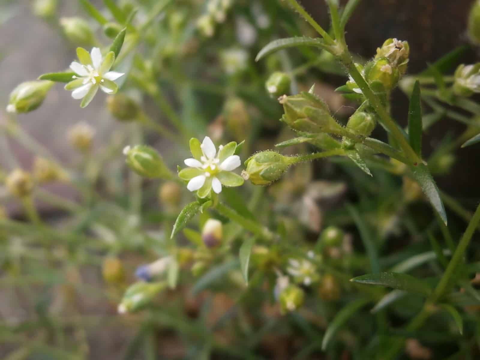 Sagina japonica