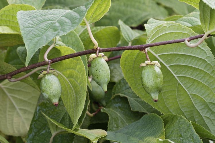Vigne argentée (Actinidia polygama)