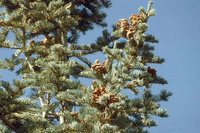 Sapin du colorado