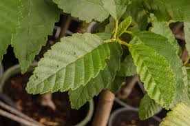 Aulne rouge (Alnus rubra)
