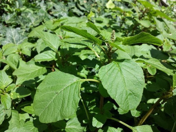Amarante blette (Amaranthus blitum)