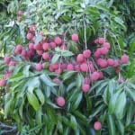 Litchi