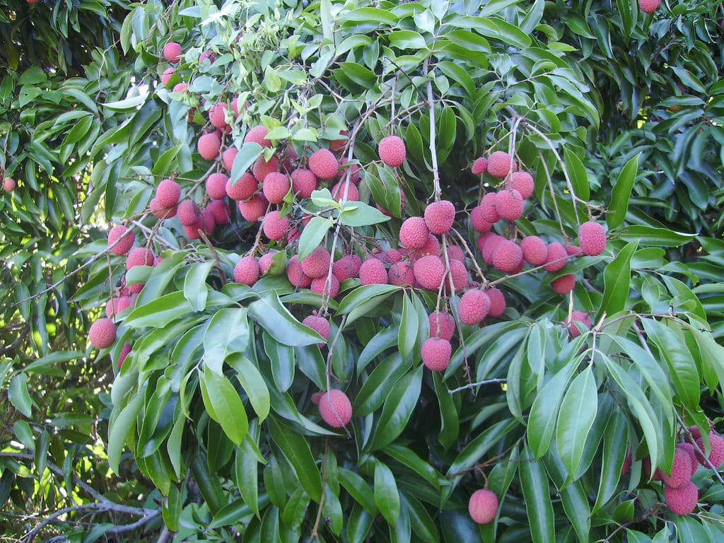 Litchi (Litchi sinensis)