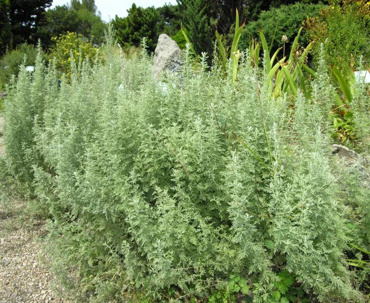 Armoise romaine (Artemisia pontica)